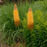 Orange Foxtail Lily